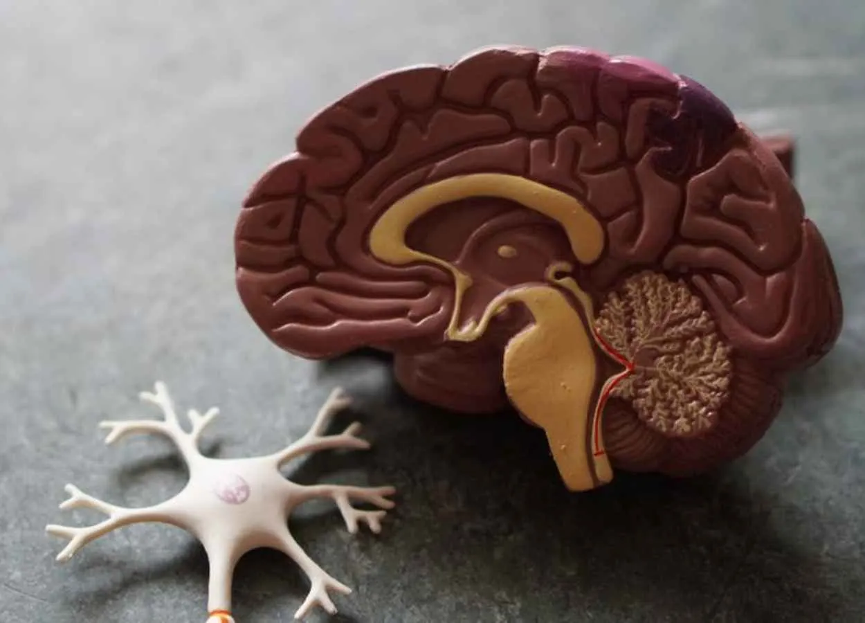 Fresh understanding of ageing in the brain offers hope for treating neurological diseases