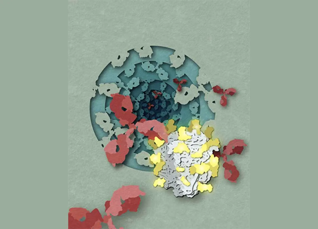 New antibodies and vaccine targets discovered against Lassa Virus