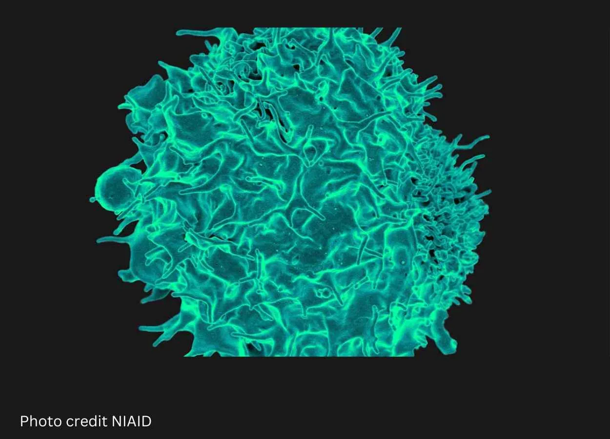 T Cells Can Activate Themselves to Fight Tumors