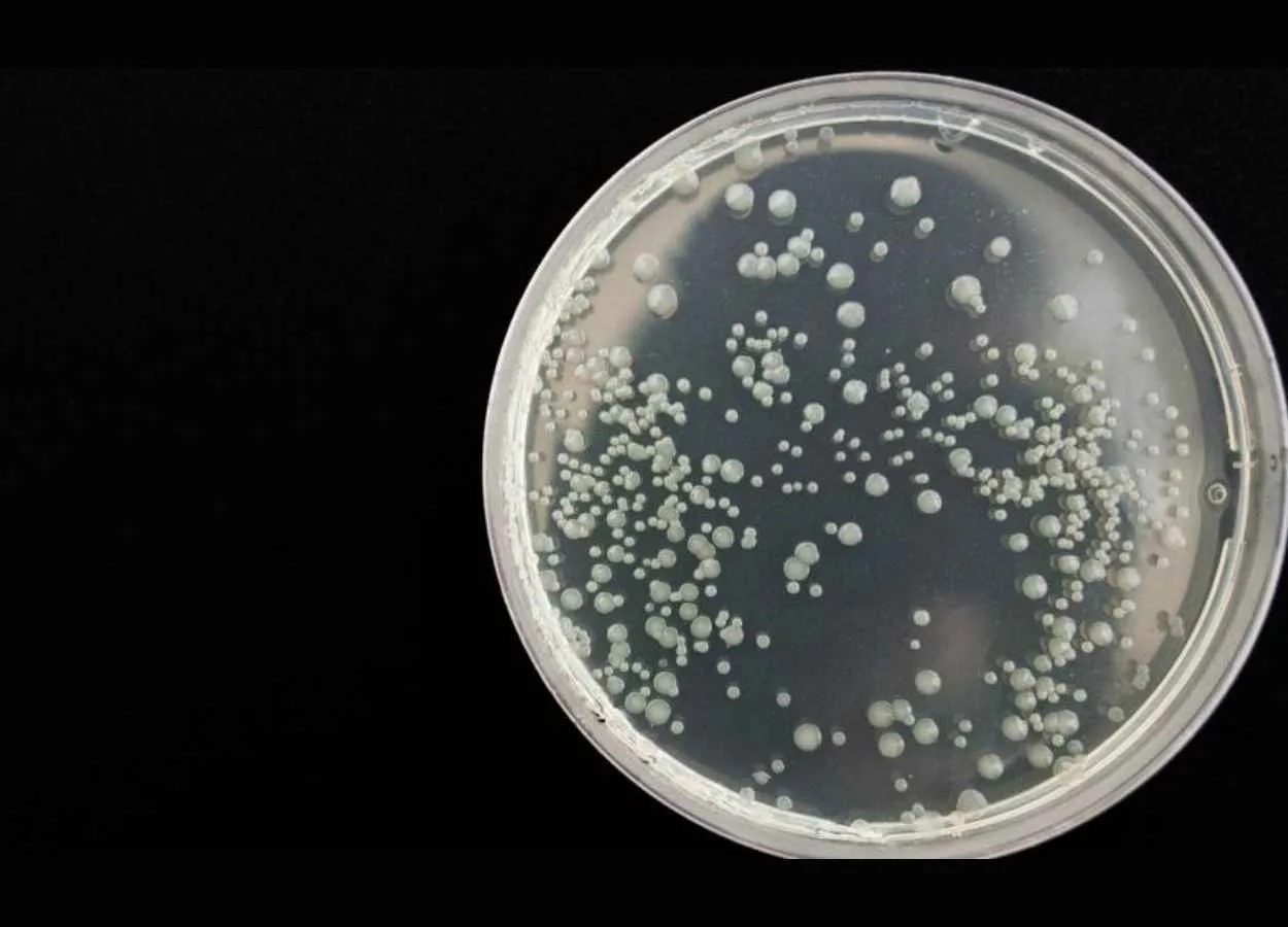 Drug decelerates bacterial race to antibiotic resistance