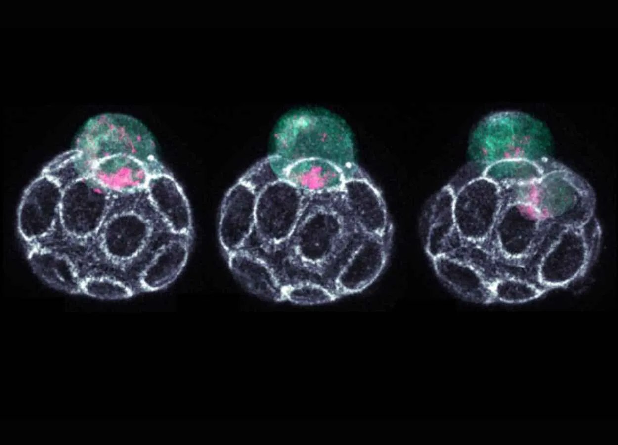 Scientists unveil RNA-guided mechanisms driving cell fate