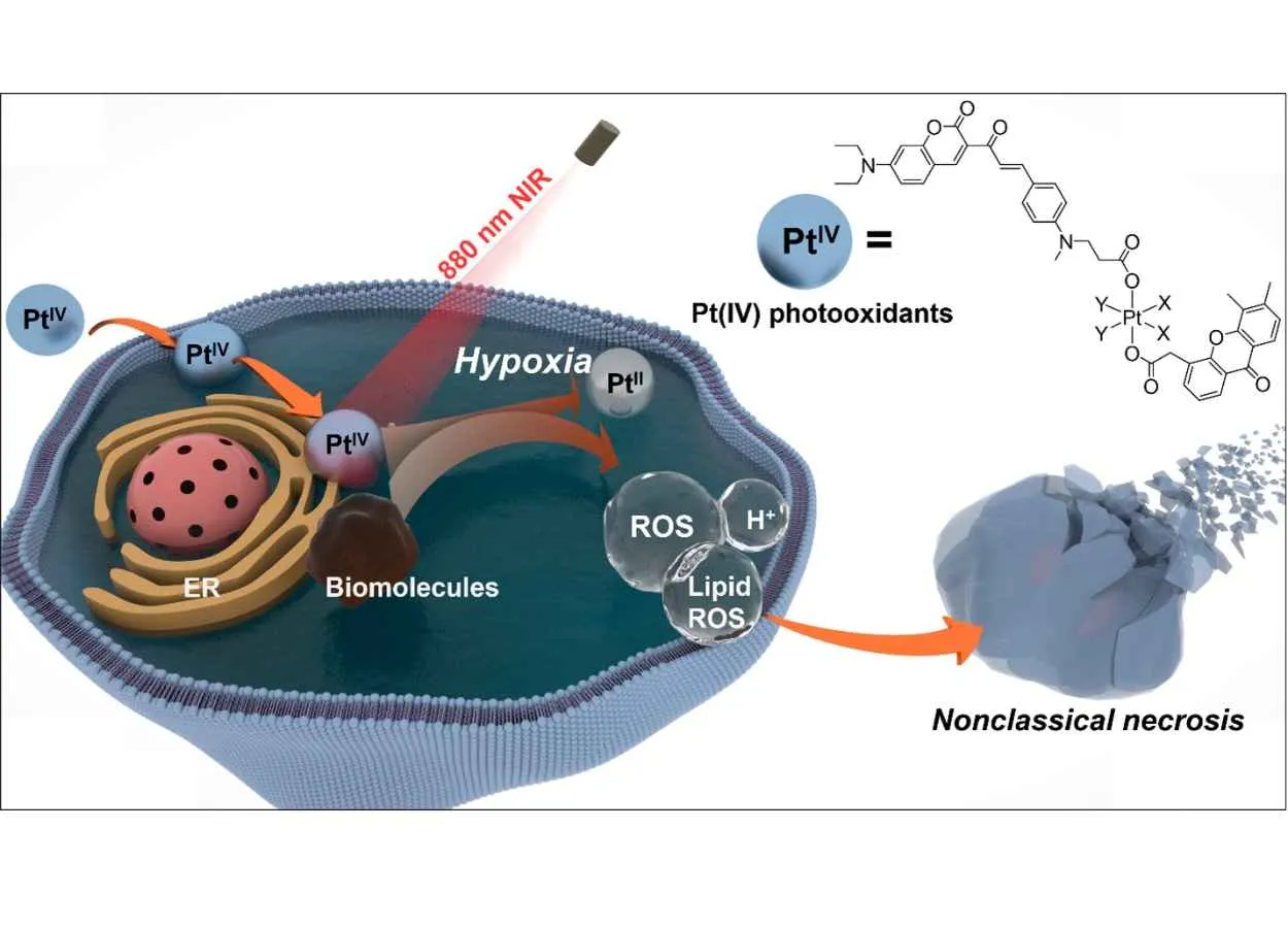 CityU researchers develop novel photo-oxidation therapy for anticancer treatment
