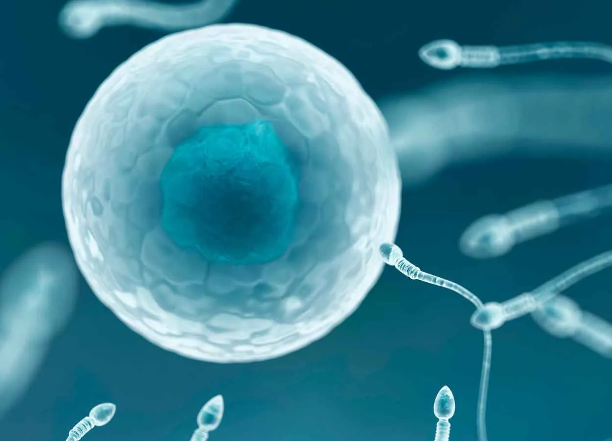 Mature sperm lack intact mitochondrial DNA, study finds