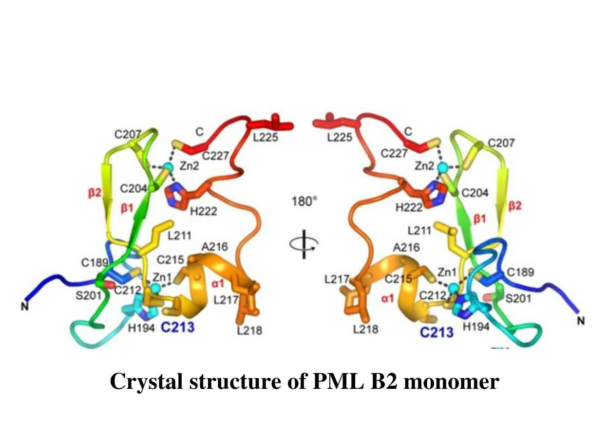 PML B-Box 2 trimerization yields a cysteine triad for arsenic binding in APL therapy