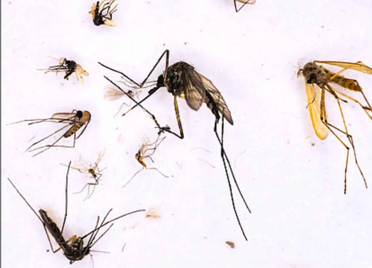 Study on the effects of rainforest clearing on mosquitoes and the viruses they carry