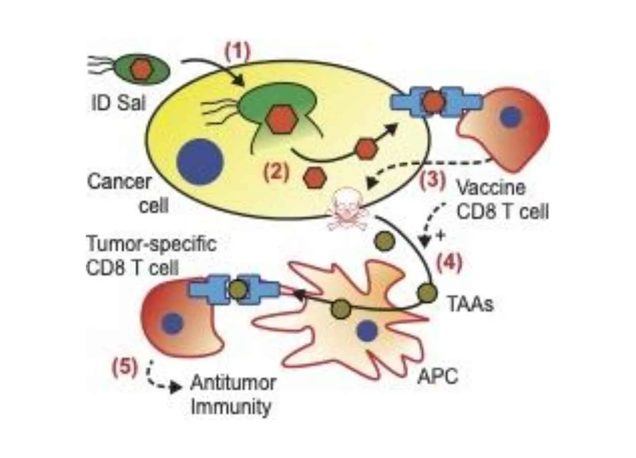 Can Immunity From Routine Vaccines Be Used to Fight Cancer