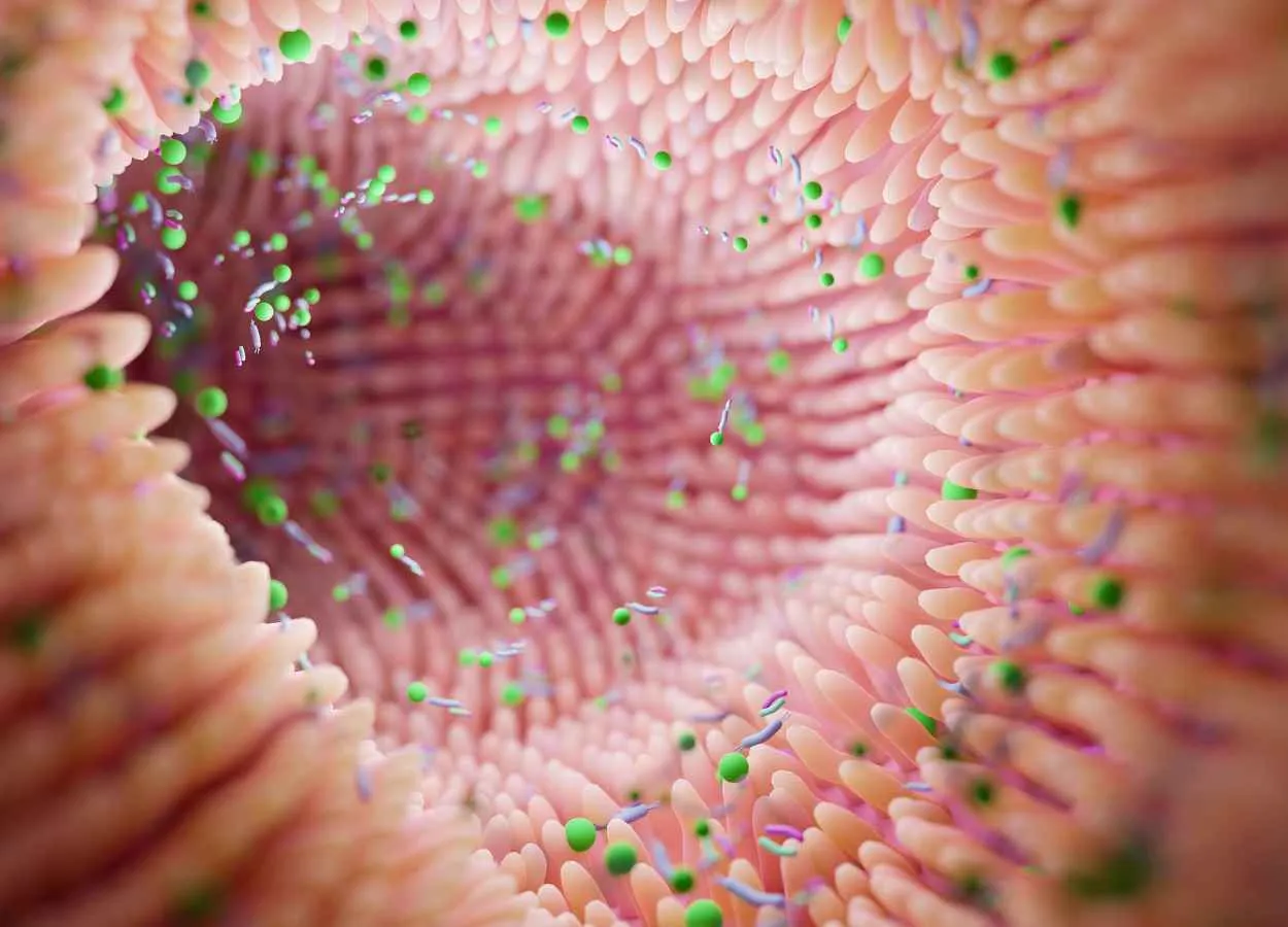 New Study Demonstrates Promise of Engineering Gut Bacteria to Treat Hypertension
