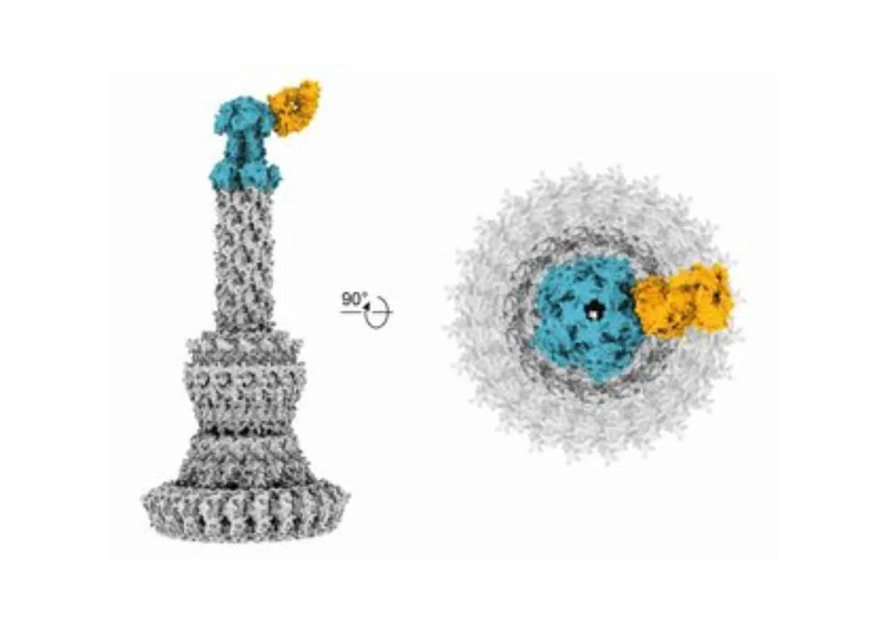 New antibodies neutralize resistant bacteria