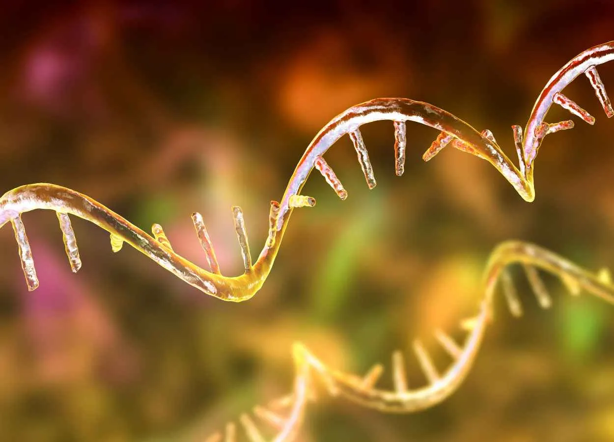 AI predicts more accurate RNA 3D structure