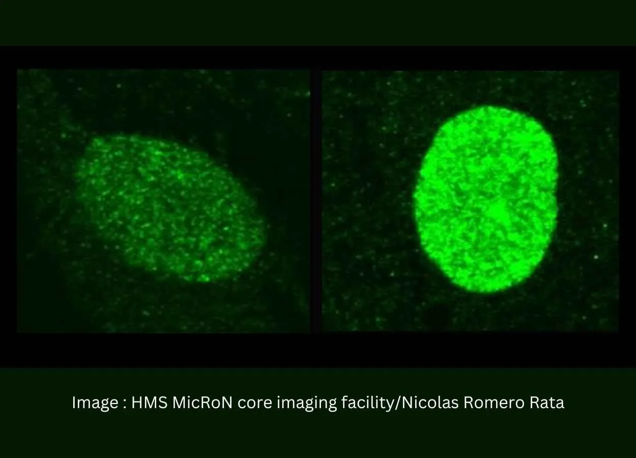 How the Immune System Fights to Keep Herpes at Bay