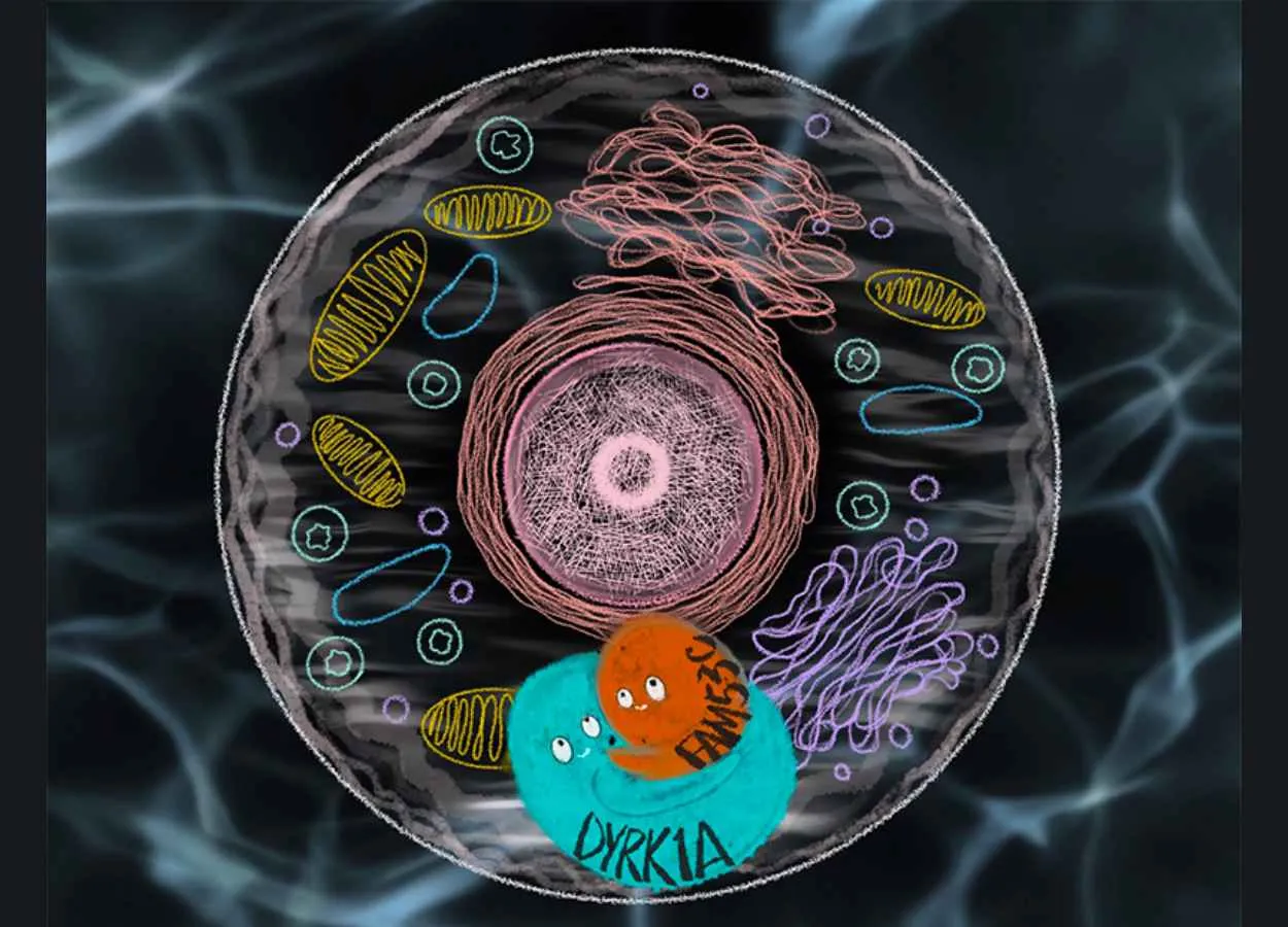 Protein-protein interaction discovery unveils Down syndrome's molecular mechanism potential