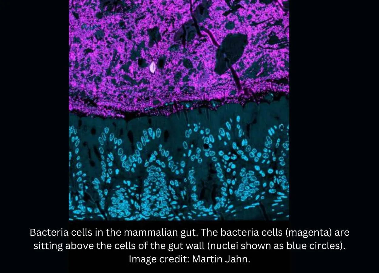 Study shows diverse gut bacteria communities protect against harmful pathogens by nutrient blocking
