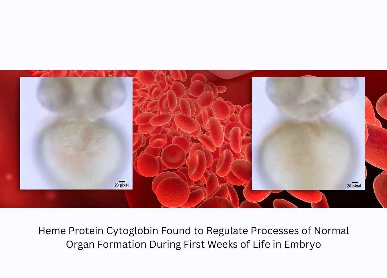 UMSOM Researchers Discover First Ever Link Between Hemoglobin-Like Protein and Normal Cardiac Development