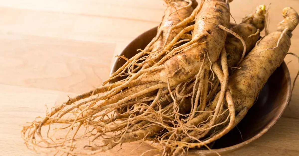 Compounds in female ginseng could lead to new osteoporosis treatments