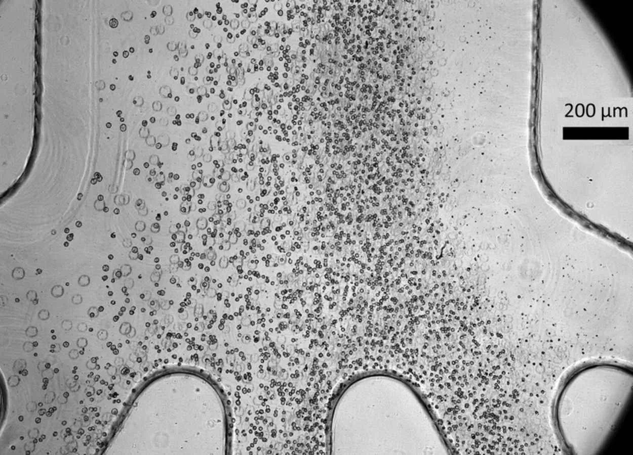 Scientists develop a low-cost device to make cell therapy safer