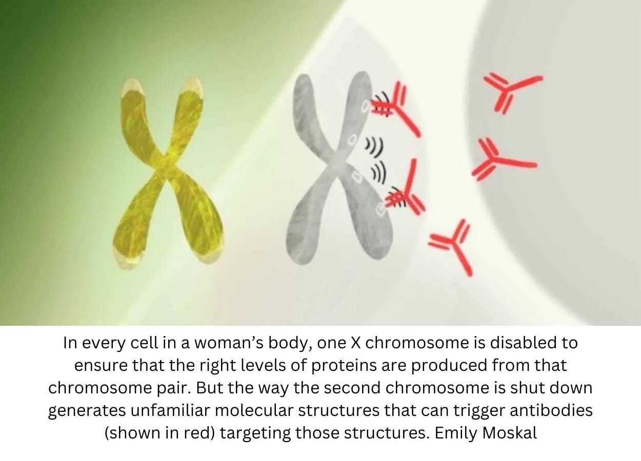 Stanford Medicine-led study shows why women are at greater risk of autoimmune disease