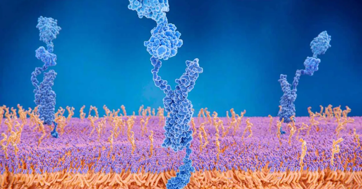 How sensory gamma rhythm stimulation clears amyloid in Alzheimer’s mice
