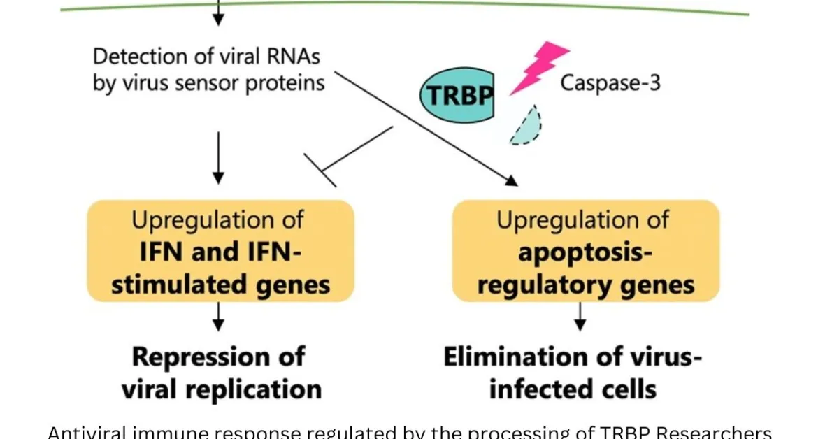  Key protein regulates immune response to viruses in mammal cells