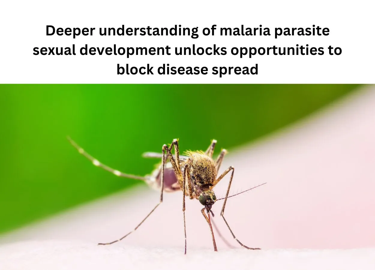 Deeper understanding of malaria parasite sexual development unlocks opportunities to block disease spread