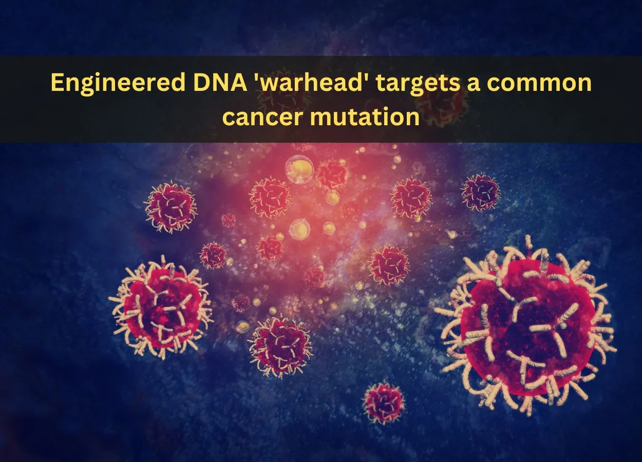 Engineered DNA warhead targets a common cancer mutation