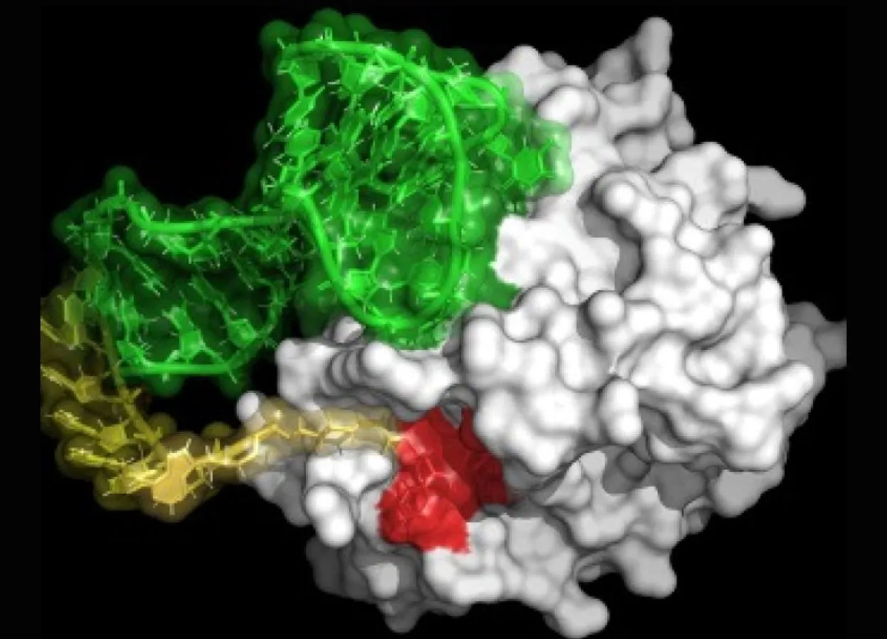 New Molecule Mimics the Anti-Clotting Action of Blood-Sucking Organisms