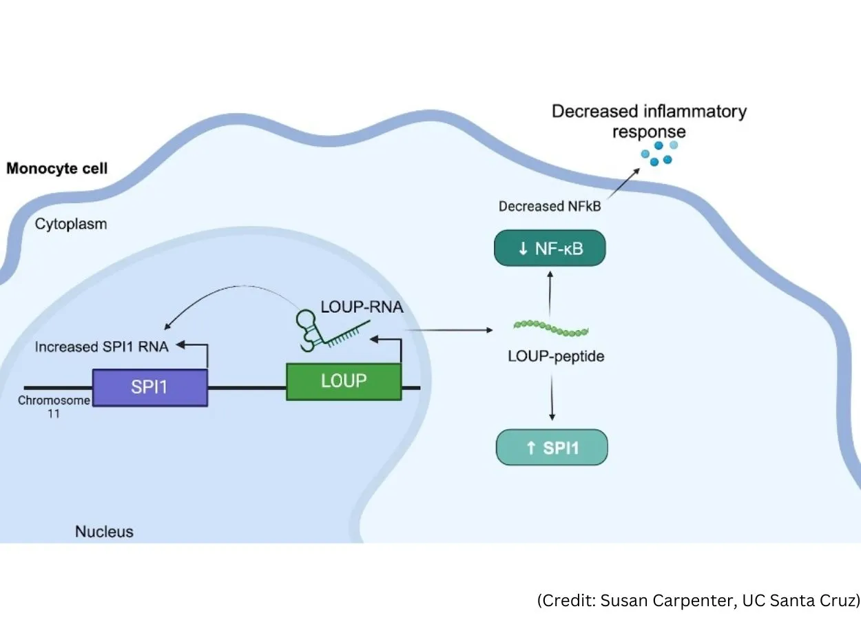 New study discovers tiny target on RNA to short-circuit inflammation