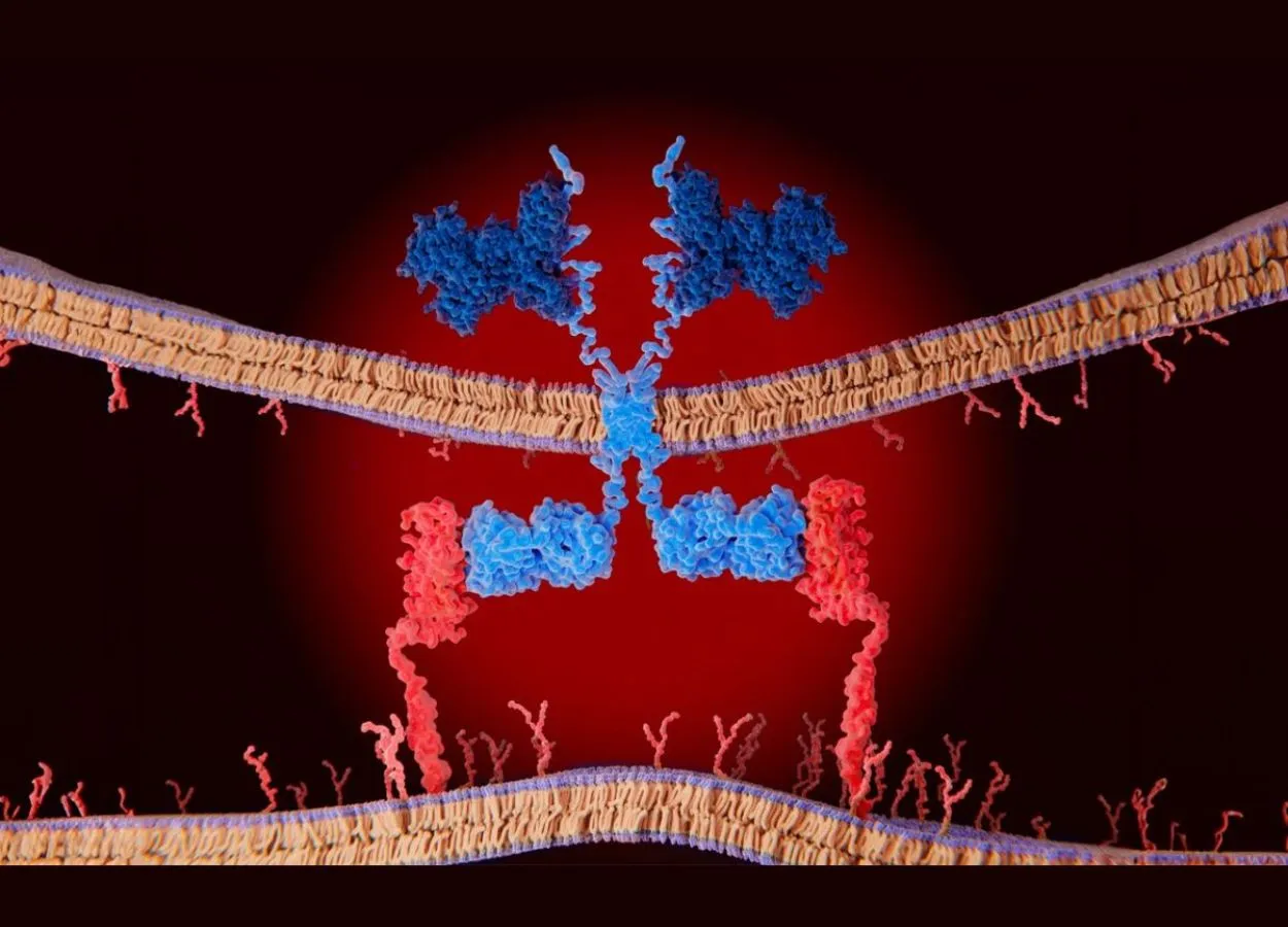 Pan-cancer analysis uncovers a new class of promising CAR T–cell immunotherapy targets