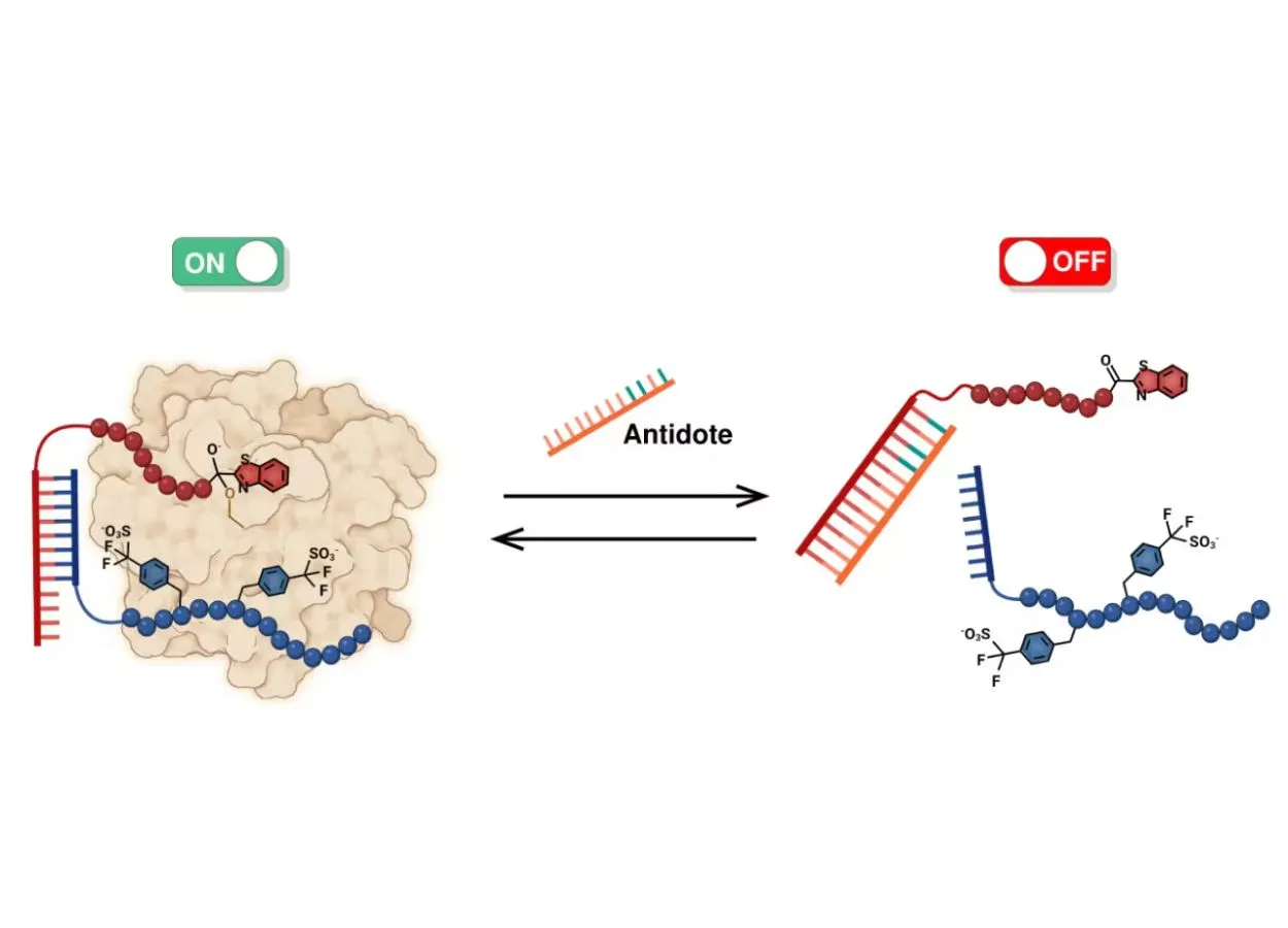 Tsetse fly protein provides anti-clotting agent with its own on-off switch