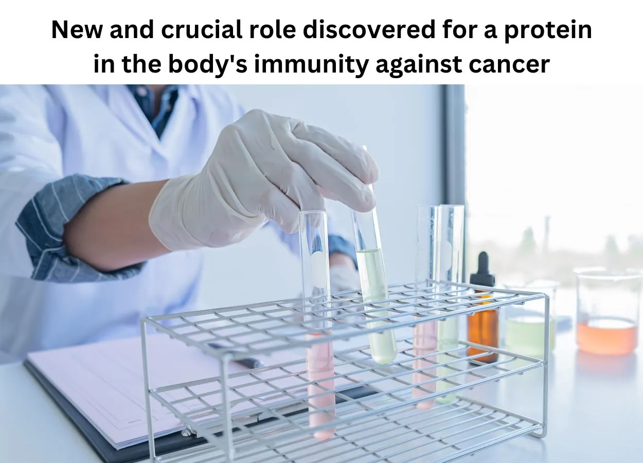 New and crucial role discovered for a protein in the body's immunity against cancer