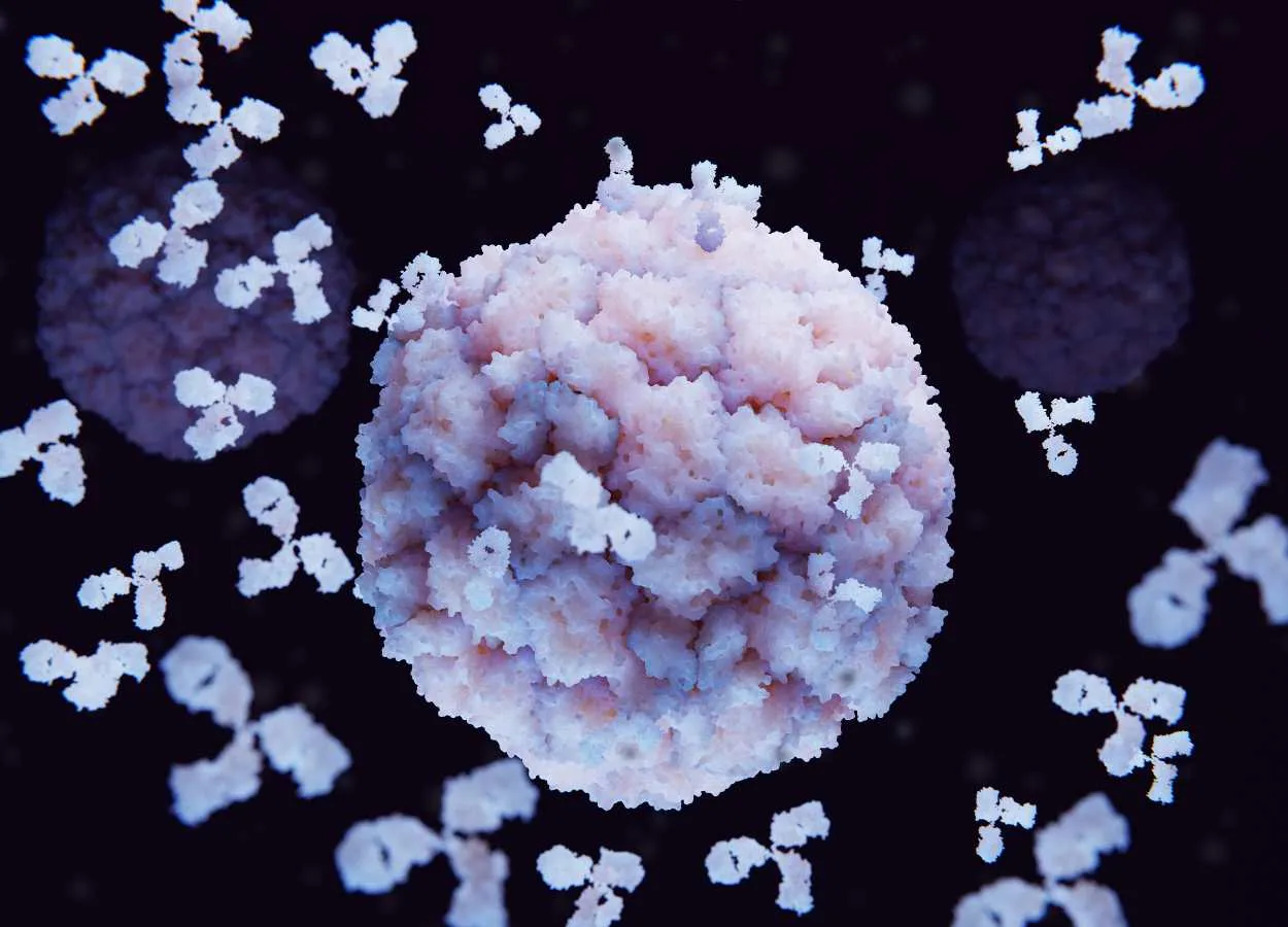 Researchers develops novel antibody treatment for Kidney Cancer