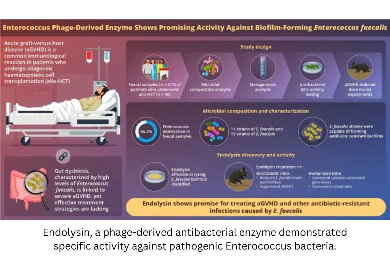 Phage-Derived Enzyme Targets E. faecalis Biofilms to Mitigate Acute Graft-Versus-Host Disease