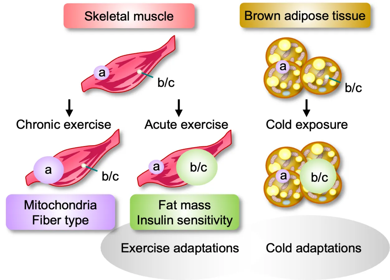 Same workout, different weight loss: Signal molecule versions are key
