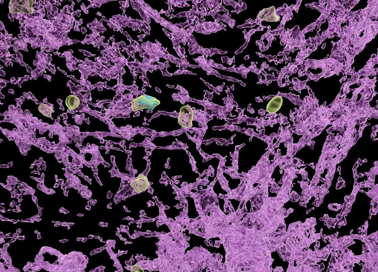 Sleep timer for immune cells discovered