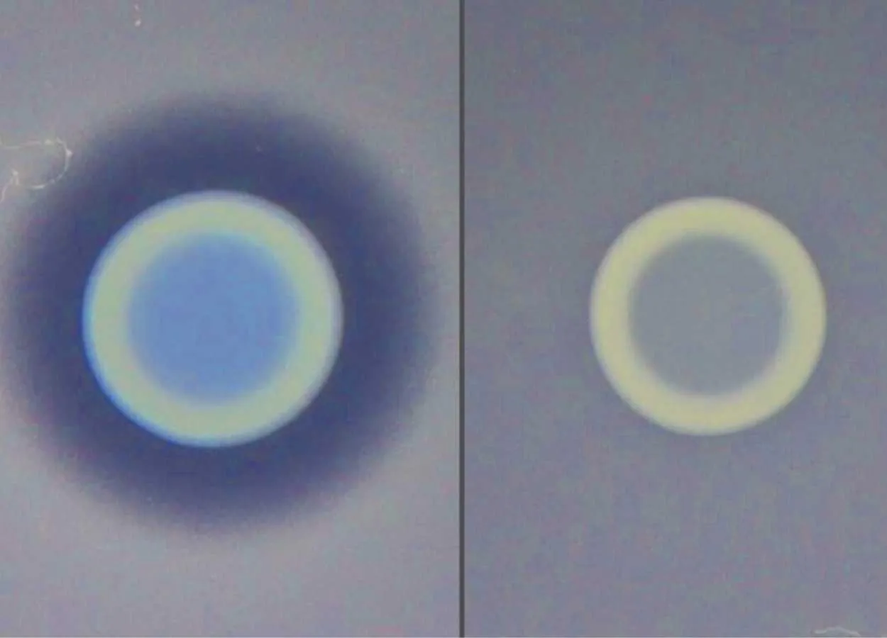 Newly Discovered Antimicrobial Could Prevent or Treat Cholera
