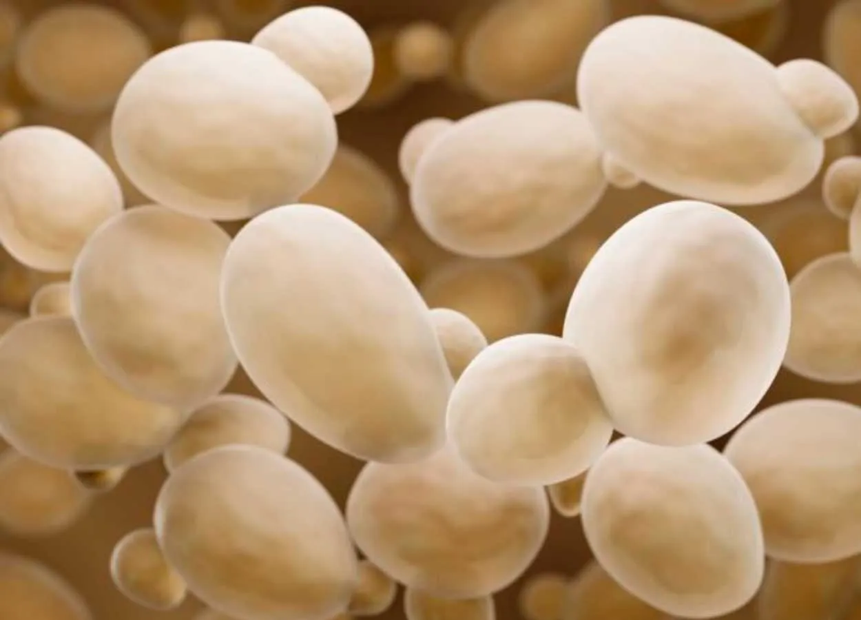 Probiotic delivers anticancer drug to the gut