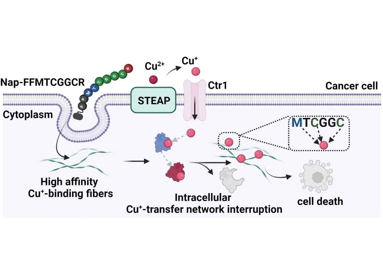 Tumor Cells Suffer Copper Withdrawal Nanofibers made of copper-binding peptides disrupt copper homeostasis in cancer cells