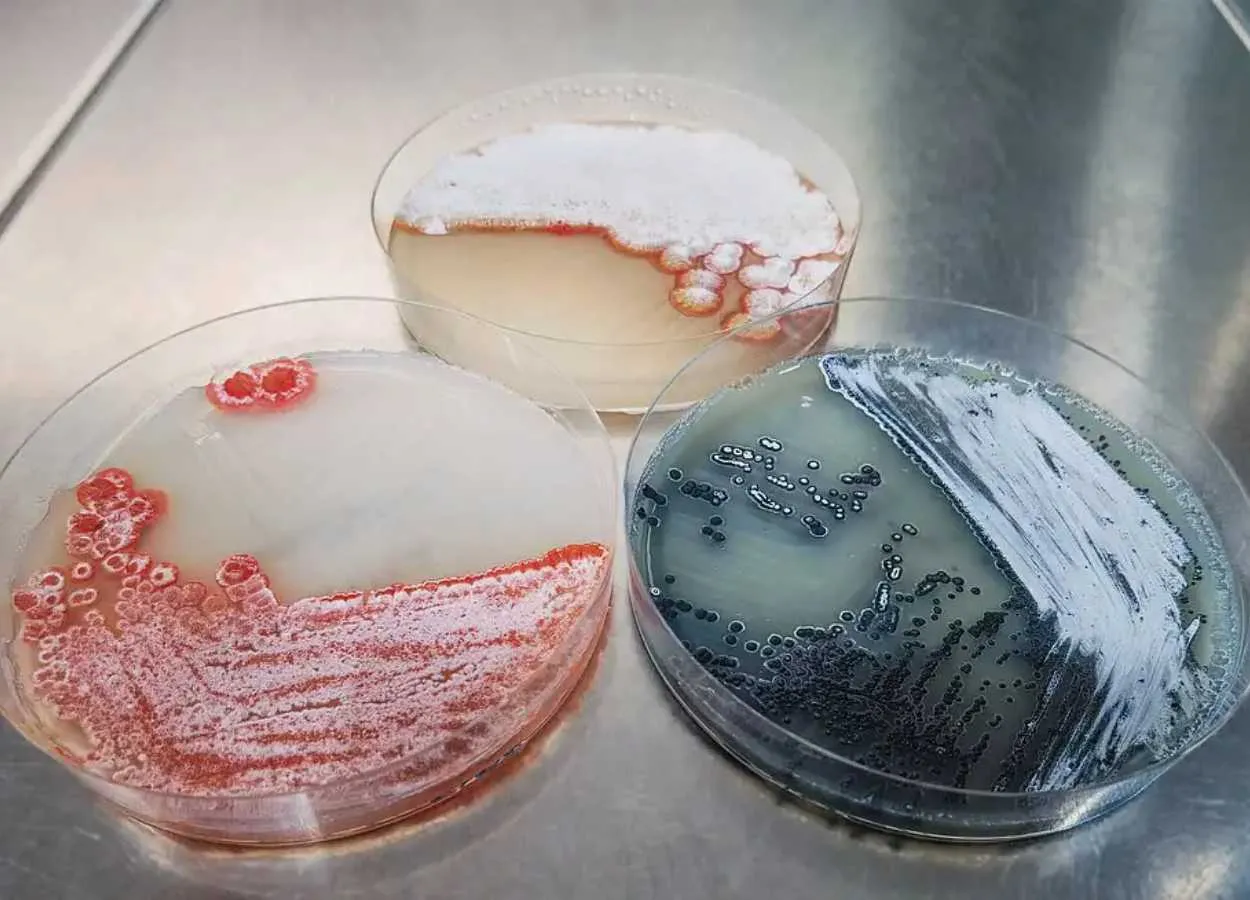 Activating the hidden pharmaceutical potential of bacteria