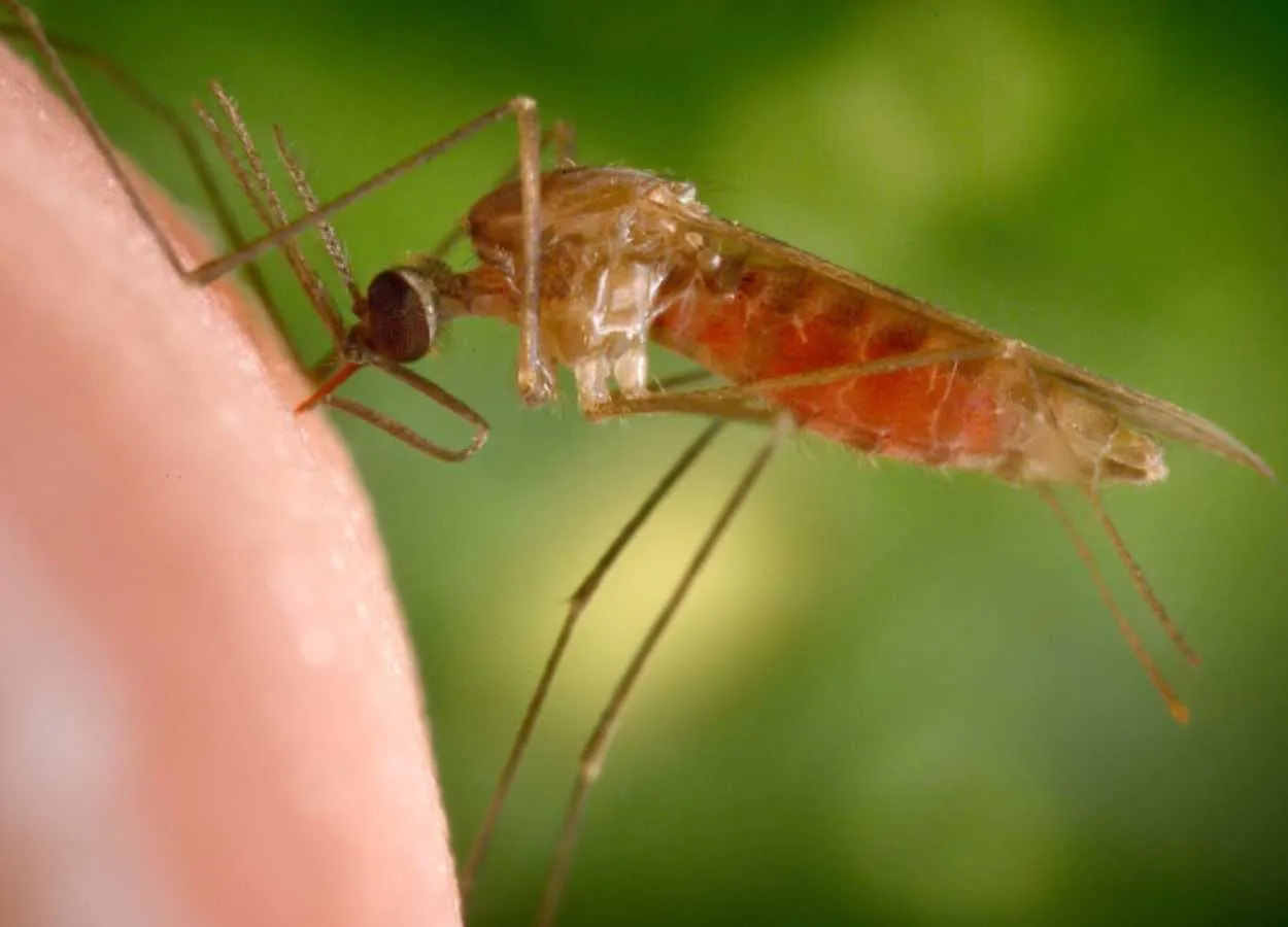 Natural Biopesticide Against Malaria Mosquitoes Successful in Early Field Tests