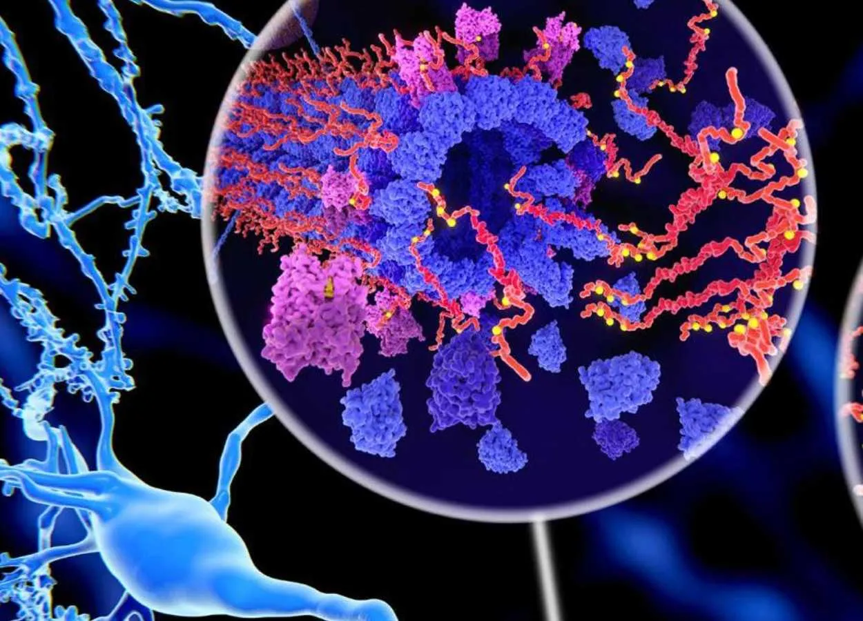New method offers insights into Alzheimer’s mechanisms and potential drug targets