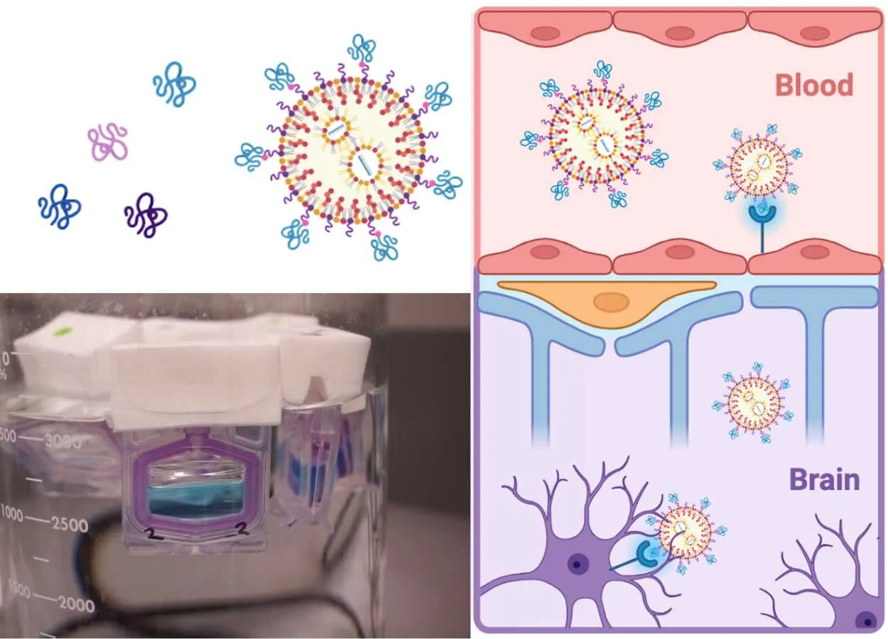 Unlocking the Brain : Peptide-Guided Nanoparticles Deliver mRNA to Neurons
