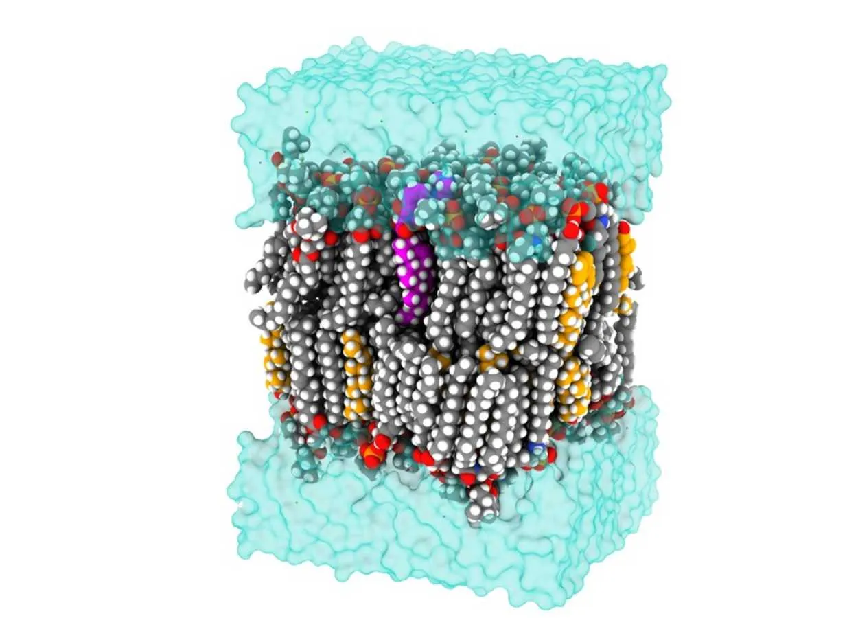 Florescent Probes Illuminate Cholesterol and Alzheimer’s Research