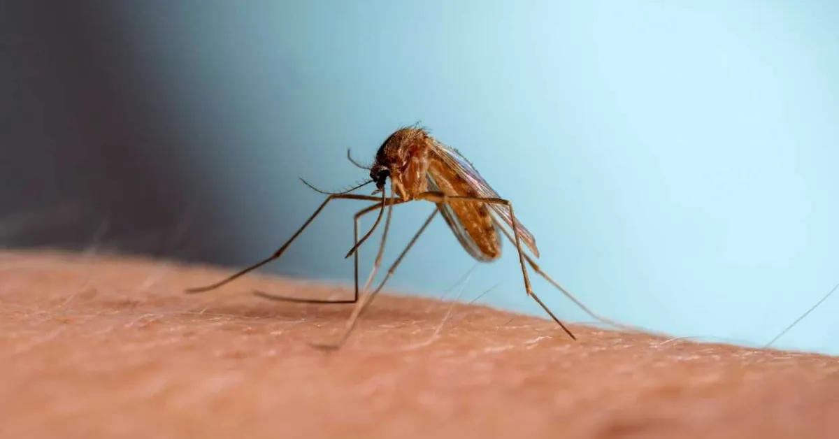 New class of antimalarial drugs discovered