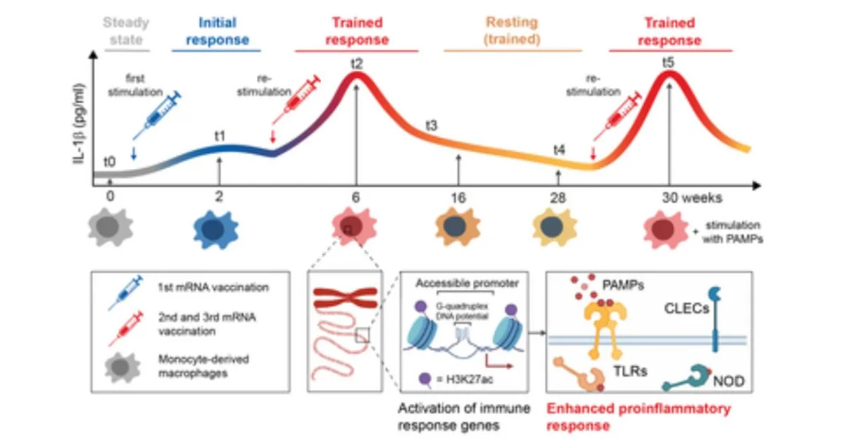 mRNA-based COVID-19 vaccines train the long-term memory of the immune system