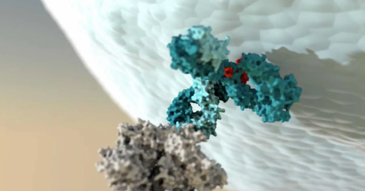 Empowering antibodies to better activate the immune system