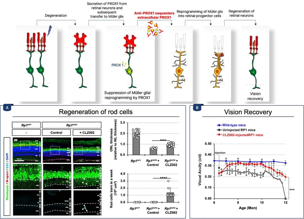 KAIST Develops Retinal Therapy to Restore Lost Vision​