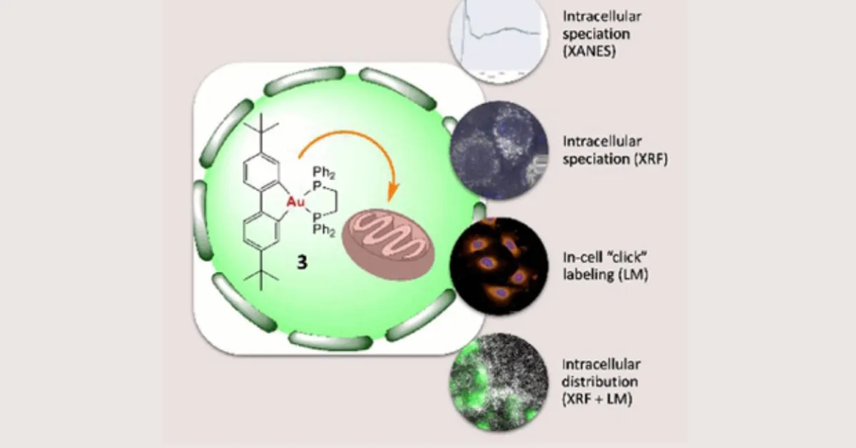 Organogold (III) complex accumulates in mitochondria of lung cancer cells