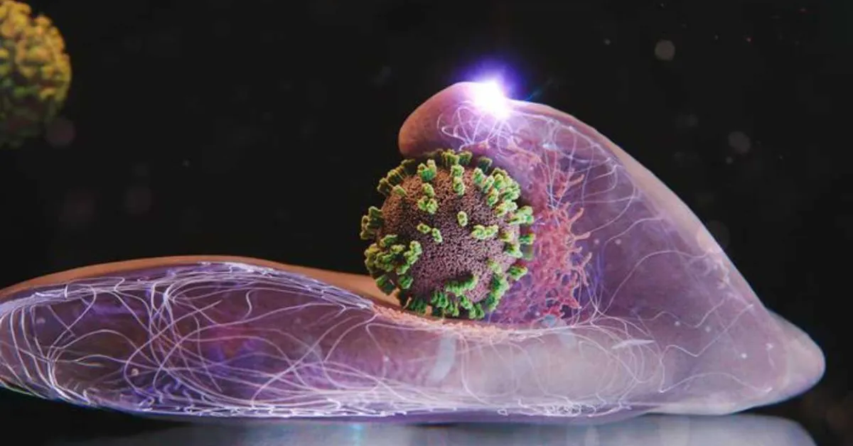 How influenza viruses enter our cells