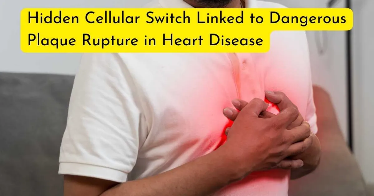 Hidden Cellular Switch Linked to Dangerous Plaque Rupture in Heart Disease
