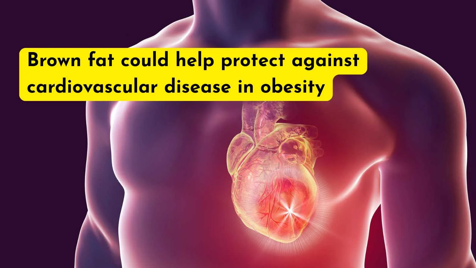 Brown fat could help protect against cardiovascular disease in obesity