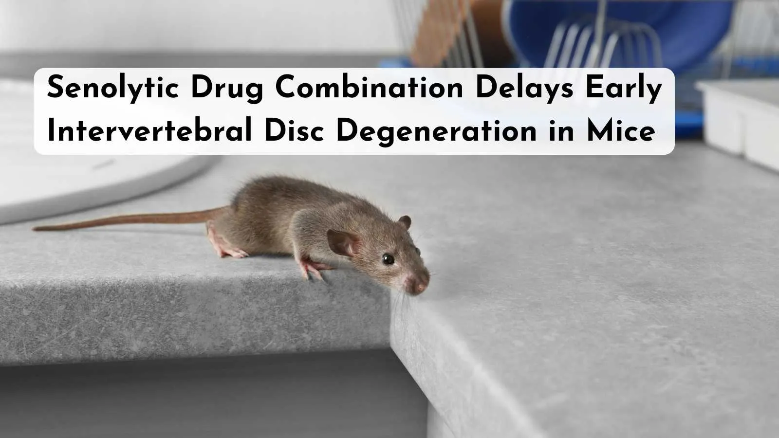 Senolytic Drug Combination Delays Early Intervertebral Disc Degeneration in Mice